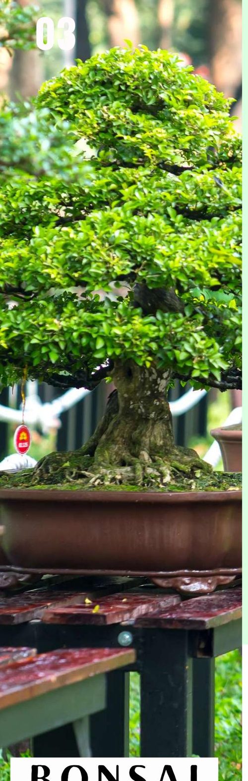 Bonsai theme