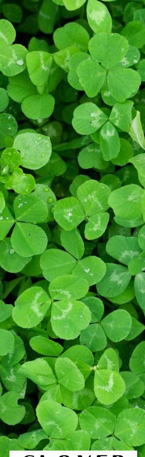 Clover theme