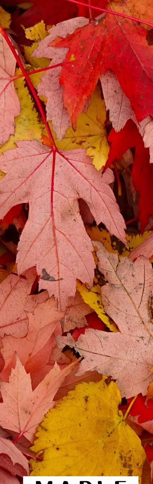 Maple theme