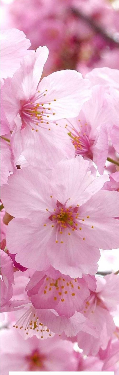 Sakura theme